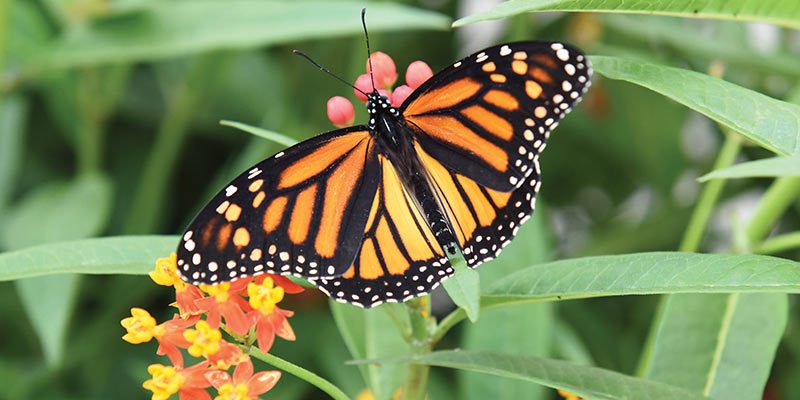 Orange and black butterfly on a leaf
