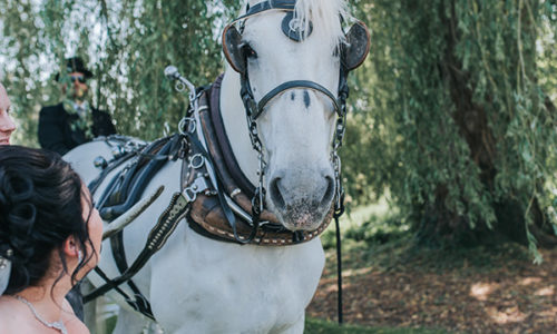 Horse & Carriage