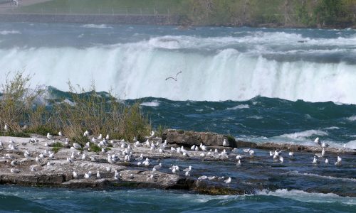 Gulls Abound!