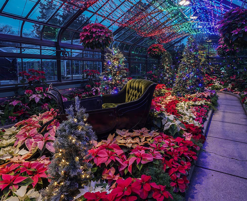 What happens to the plants when the show is over
