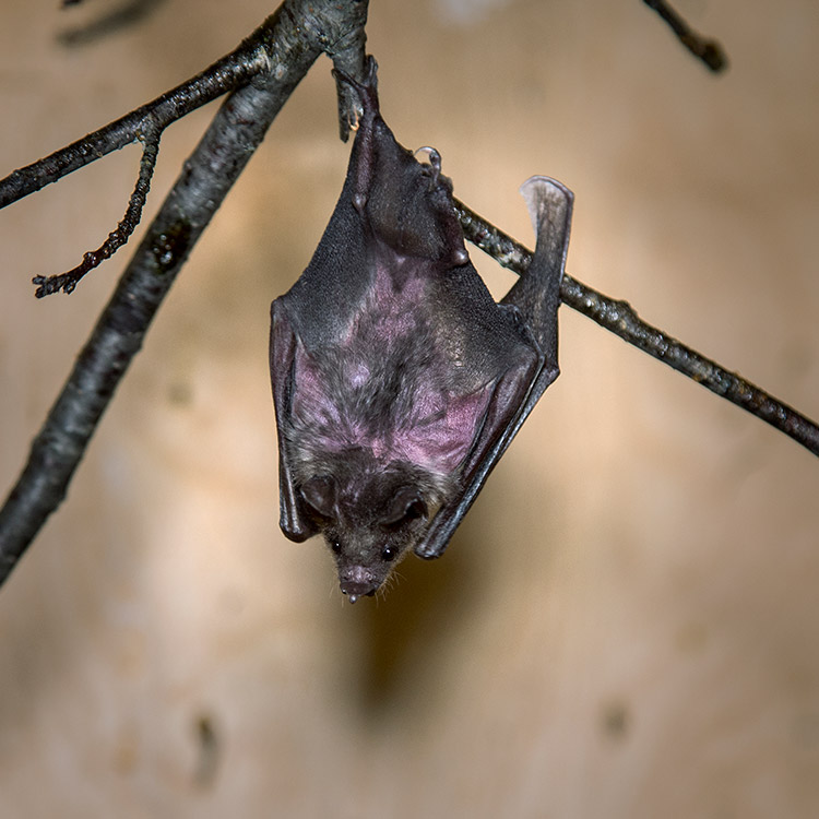 wild-ontario-bat