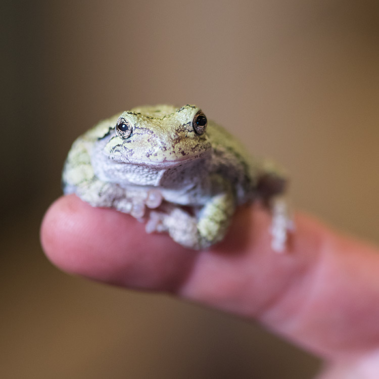 wild-ontario-frog-fr