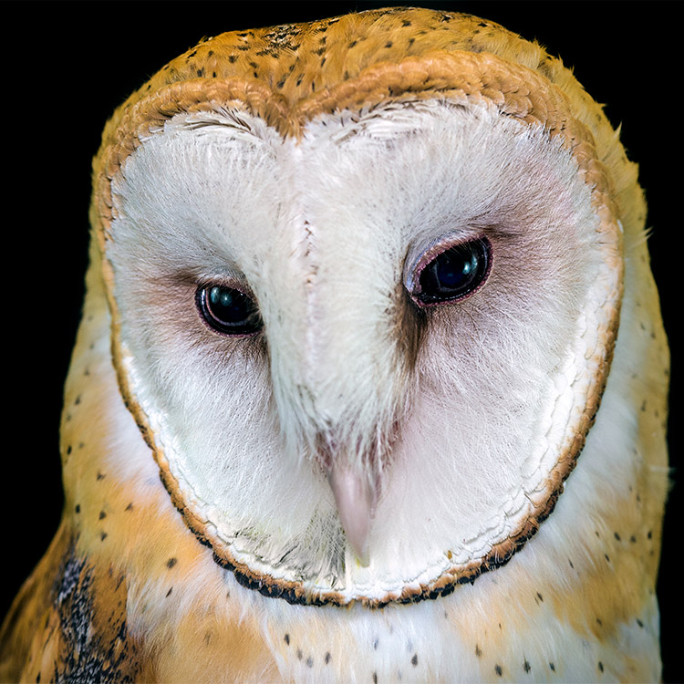 wild-ontario-owl