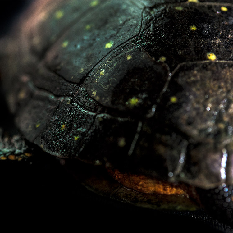 wild-ontario-turtle-fr