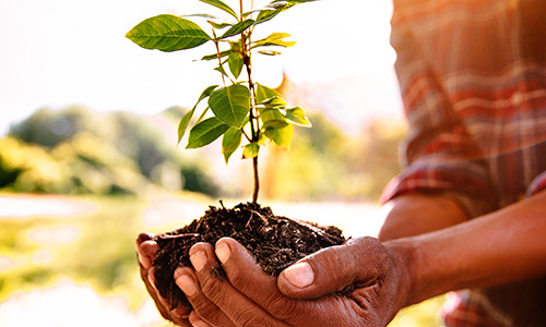 Tree Planting Program