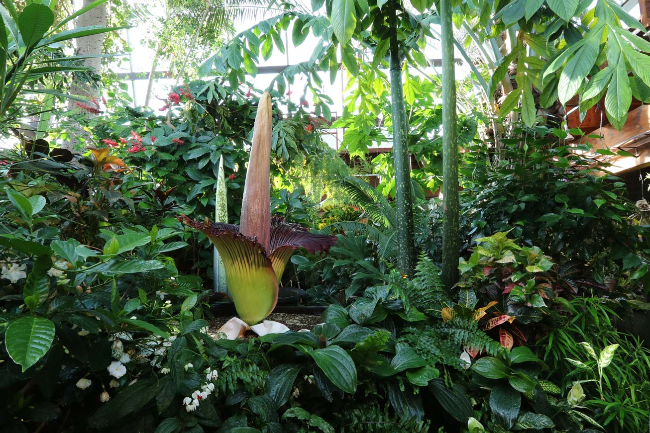 titan-arum-gallery