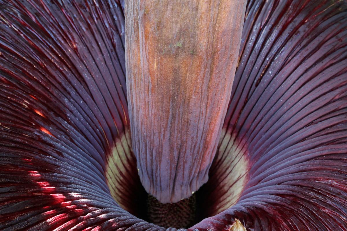titan-arum-gallery-3