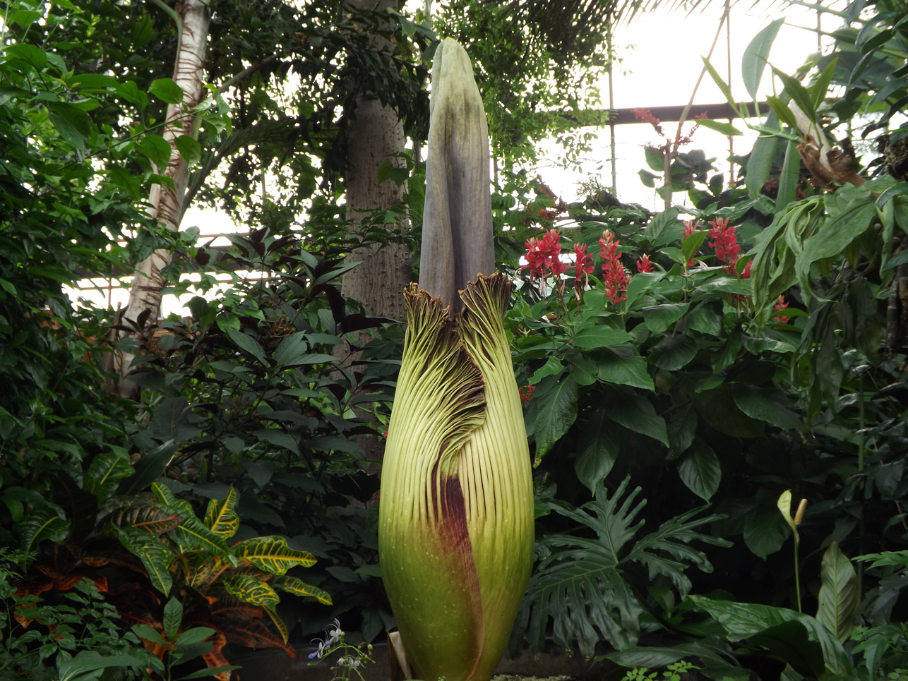 titan-arum-gallery-5