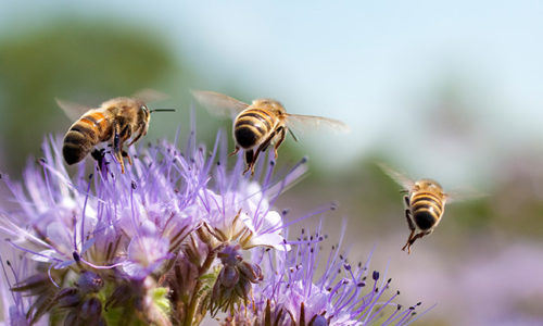 Environmental Stewardship