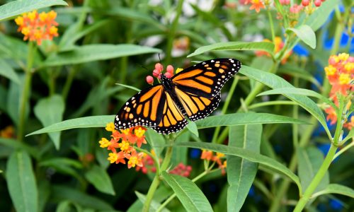 GUIDE PAPILLONS