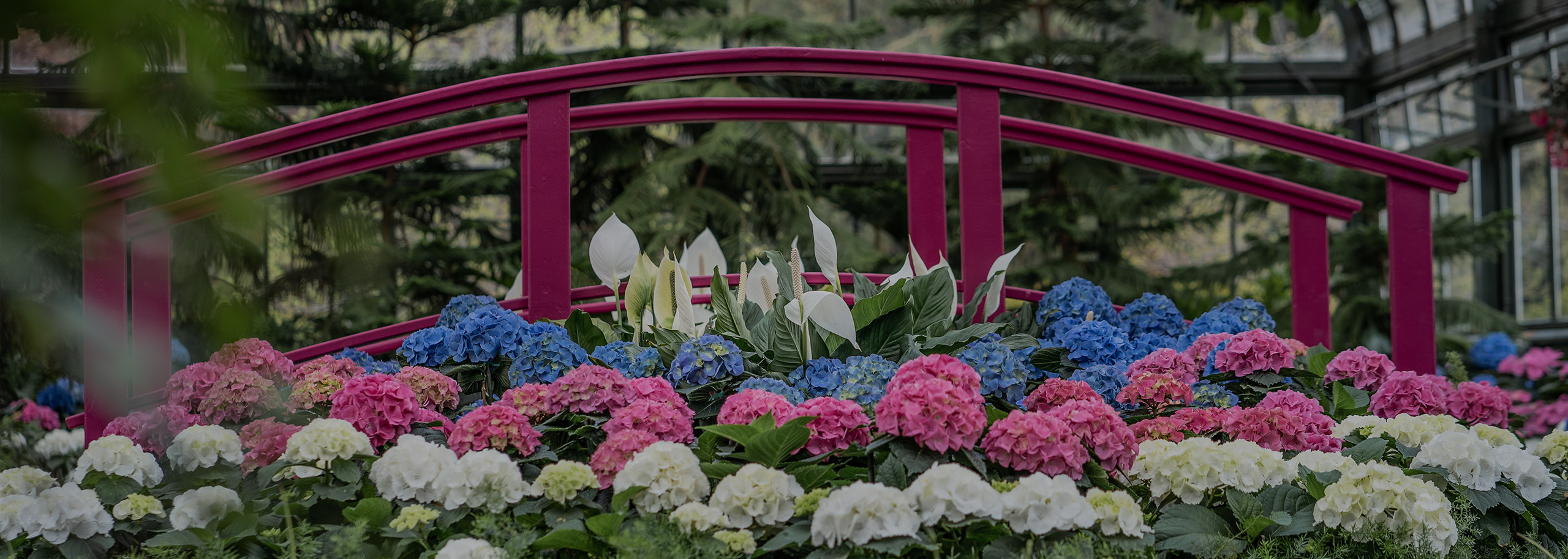 Floral Showhouse Hydrangea Show Opens Virtually