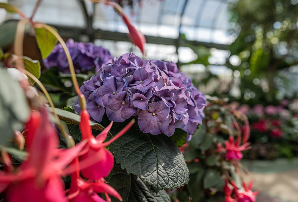 Multiple coloured flowers at the Hydrangrea Show