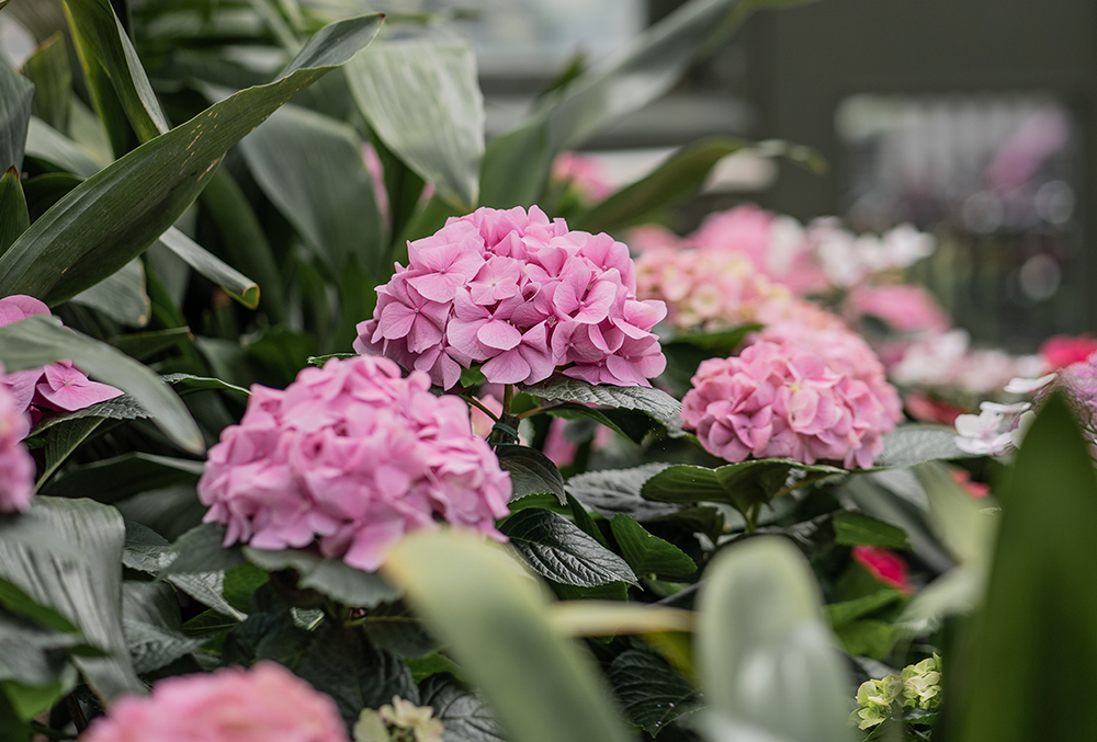 Pink colour Hydrangrea at the Hydrangrea Show