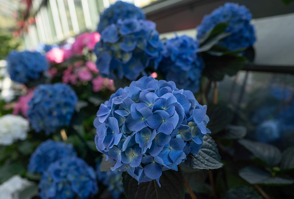 Blue colour Hydrangrea at the Hydrangrea Show