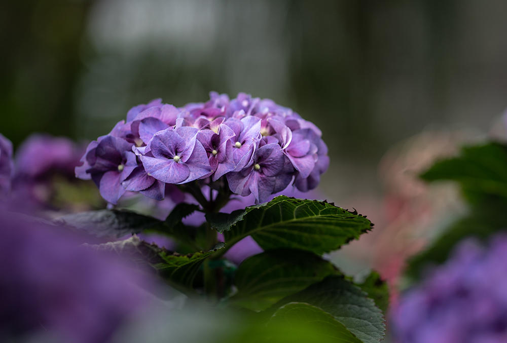 Purple colour Hydrangrea at the Hydrangrea Show