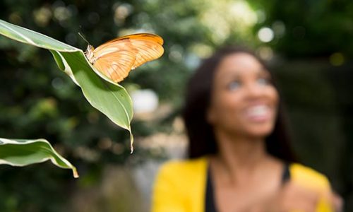 Butterfly Conservatory