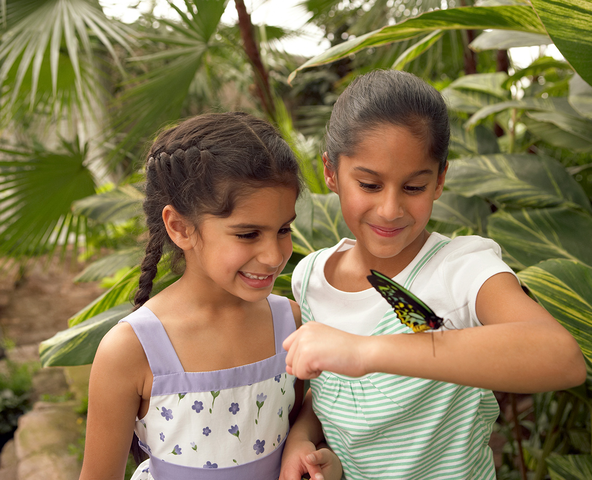 Butterfly Conservatory