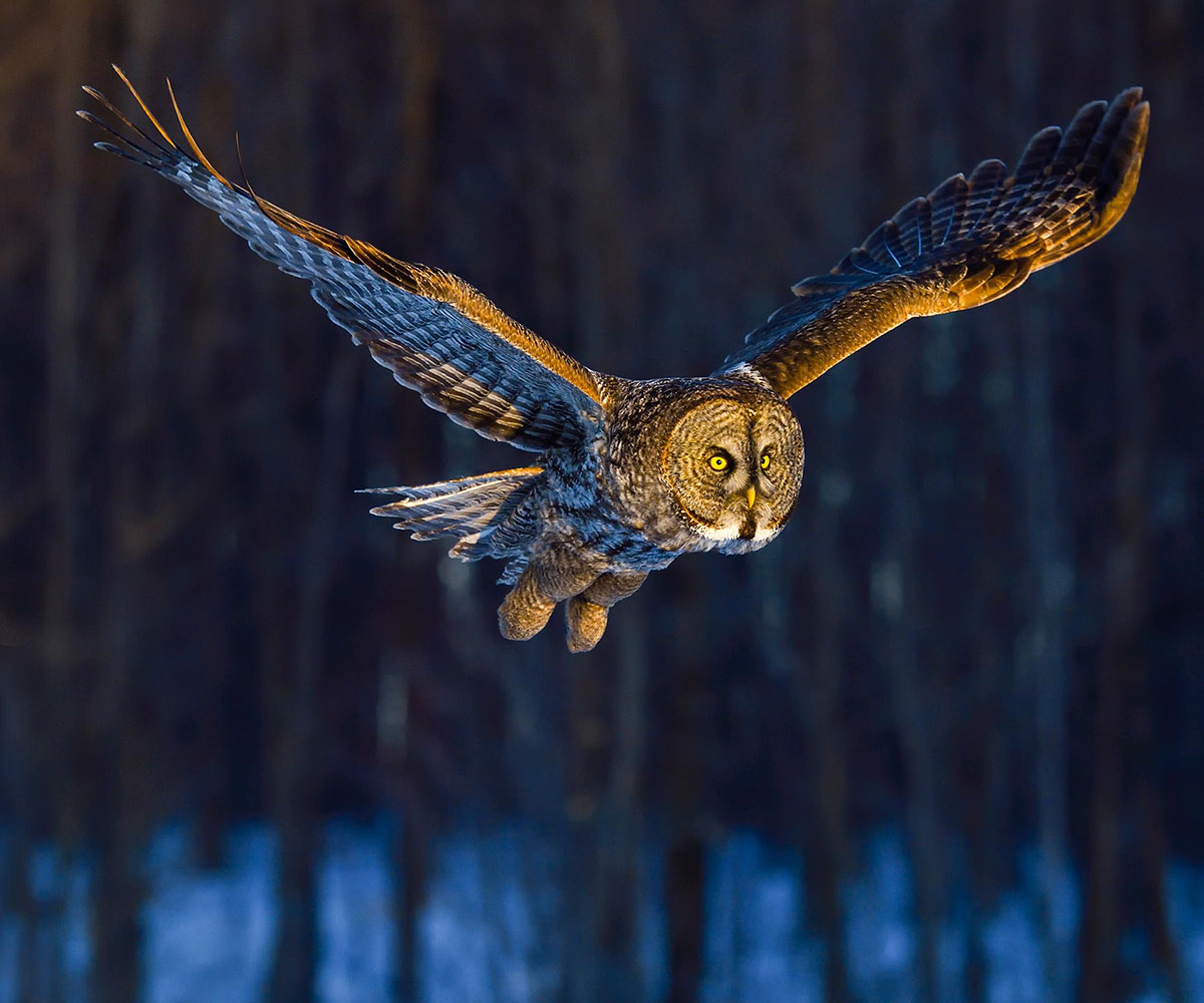 An owl hunting through a forest in the winter