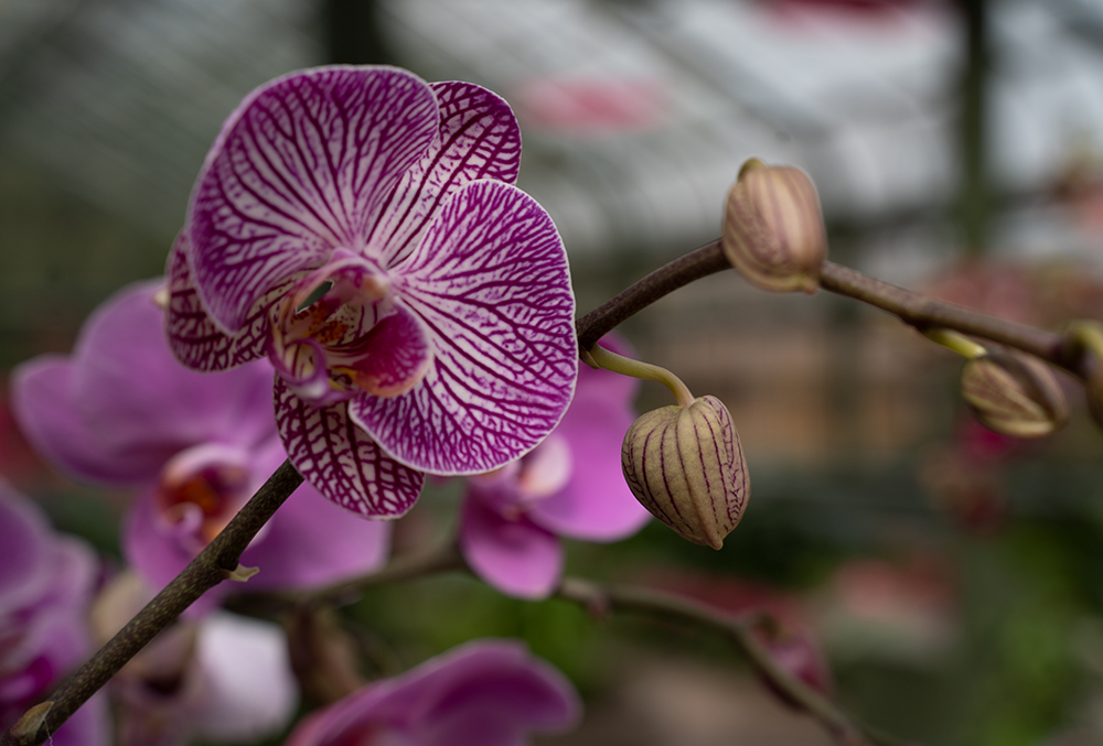 All about Orchids