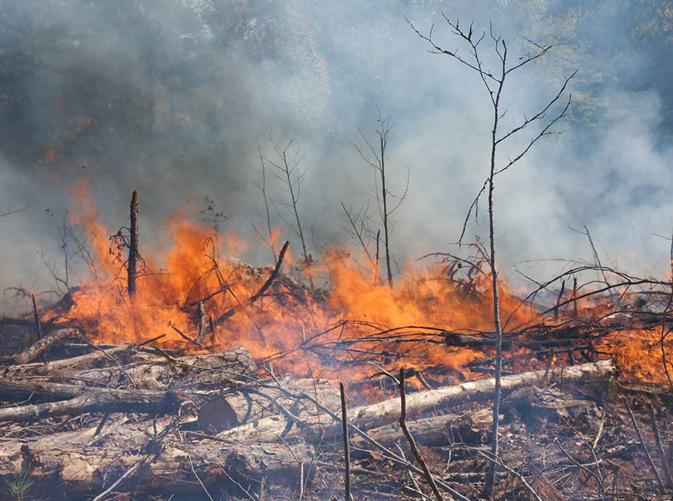 A photo of a prescribed fire