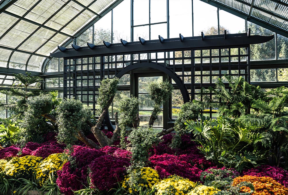 Another view of the Chrysanthemum flowers at the Floral Showhouse