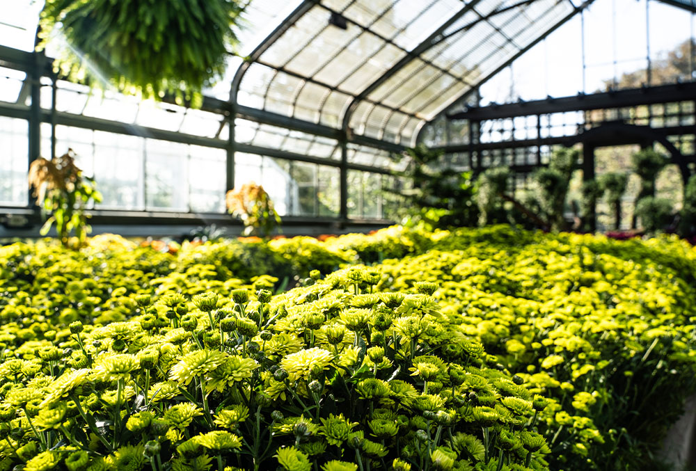 A different view of the Chrysanthemum flowers at the Floral Showhouse