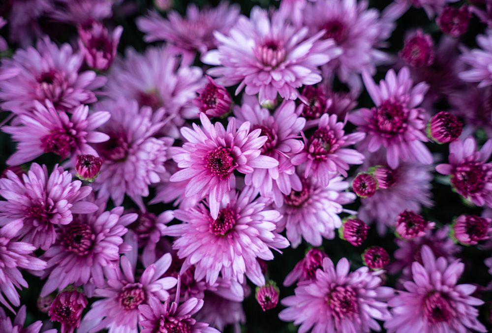 Pink colour Chrysanthemum flowers at the Floral Showhouse