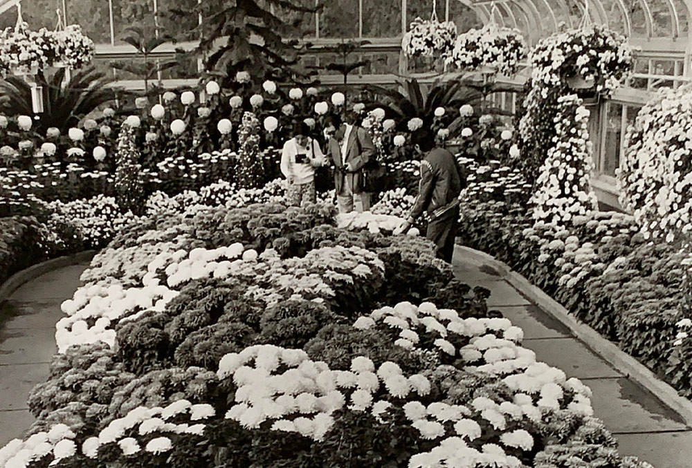 A black and white photo of the Chrysanthemum flowers at the Floral Showhouse
