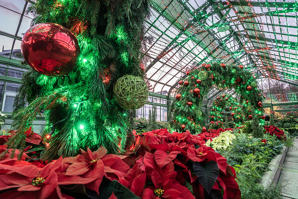 A different view of the multiple colour Poinsettia decorated inside the Floral Showhouse for the Poinsettia Show
