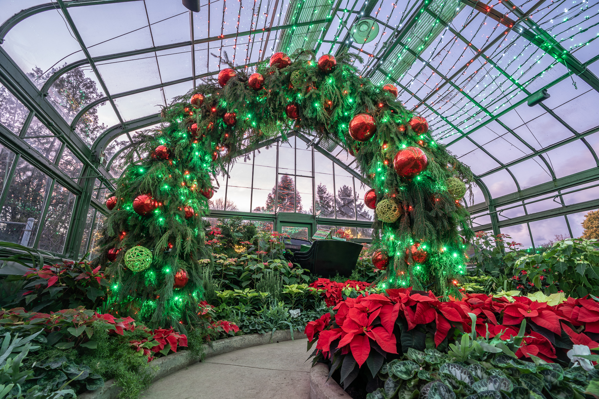 Where do poinsettias come from?