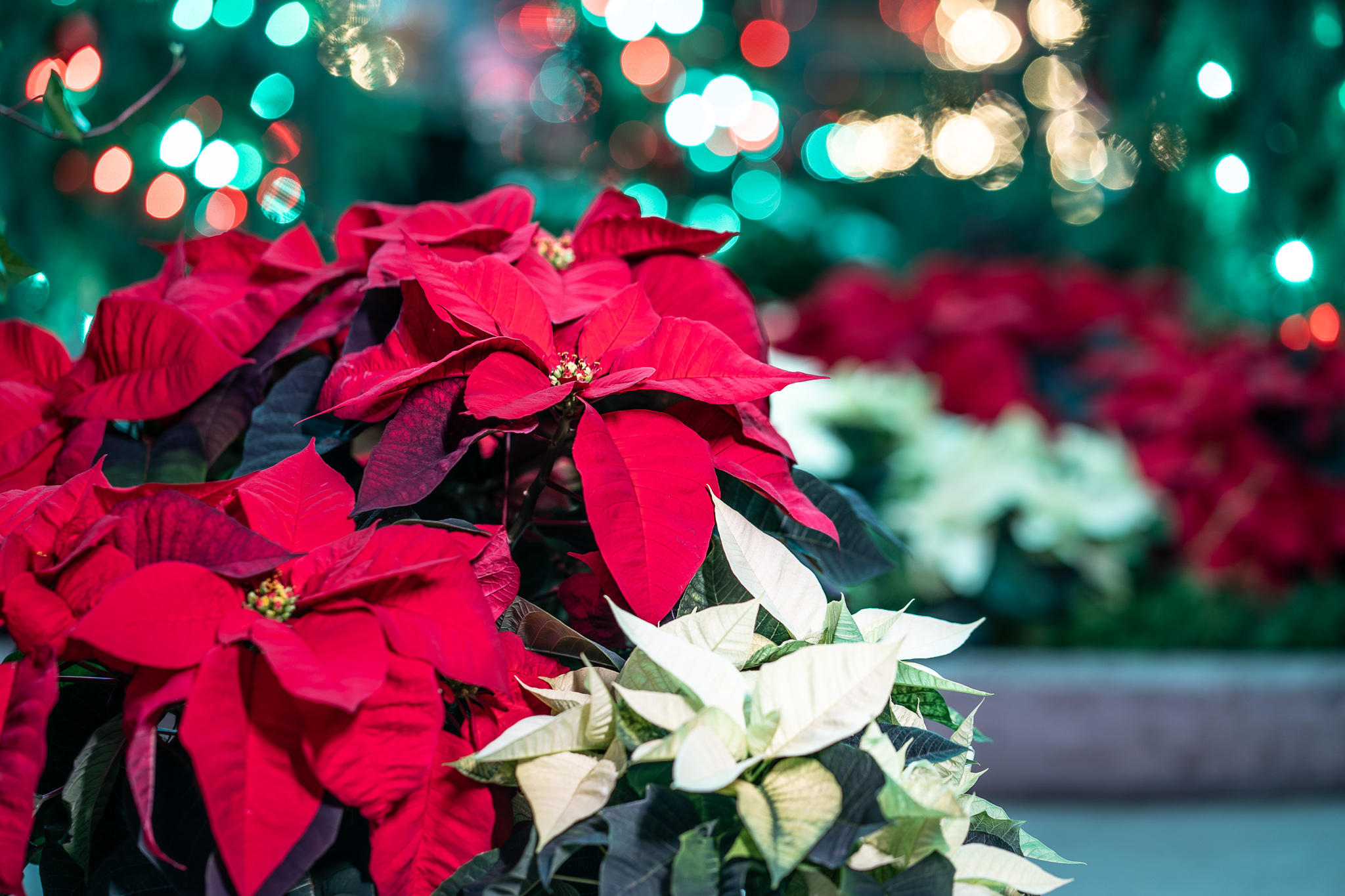 How many poinsettias are featured in the show?