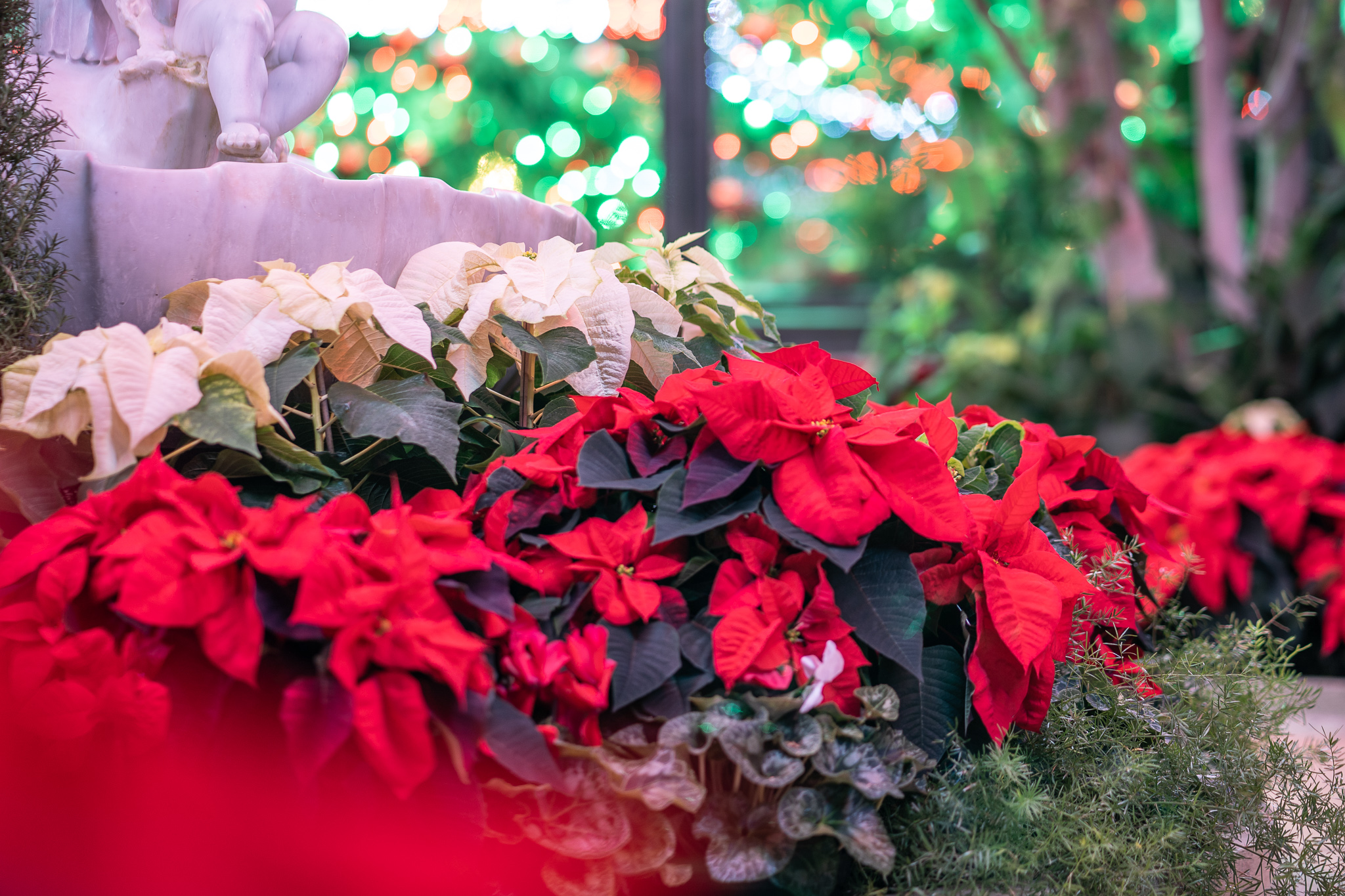 A different view of the multiple colour Poinsettia decorated inside the Floral Showhouse for the Poinsettia Show