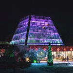 Floral Showhouse exterior iIlluminated in purple colour