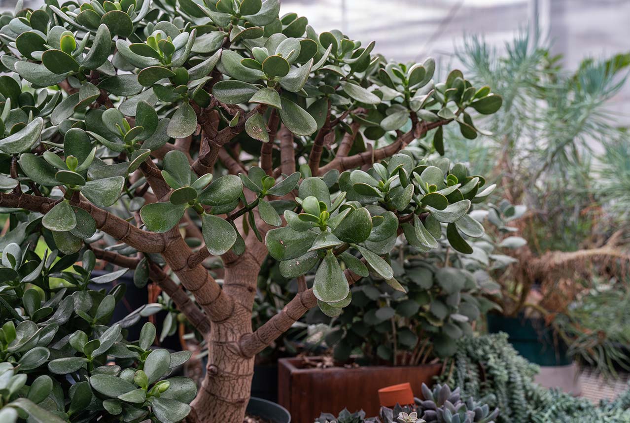 How to nurture houseplants
