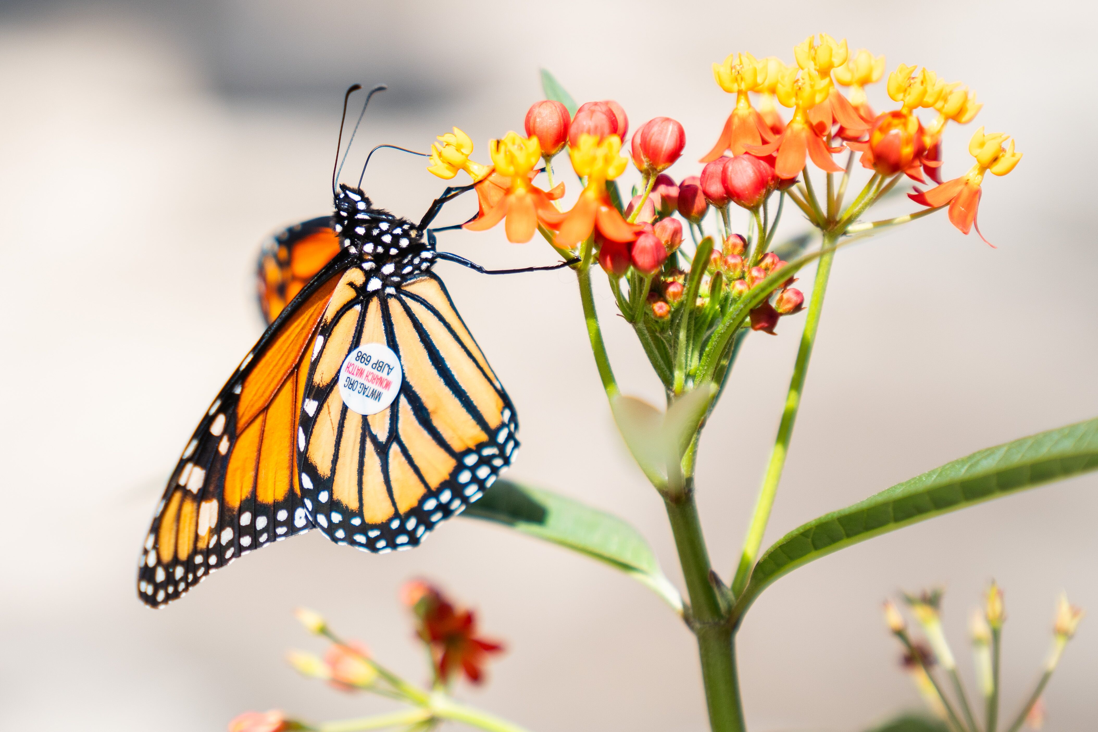 Butterflies sitting on a lady's yellow shirt