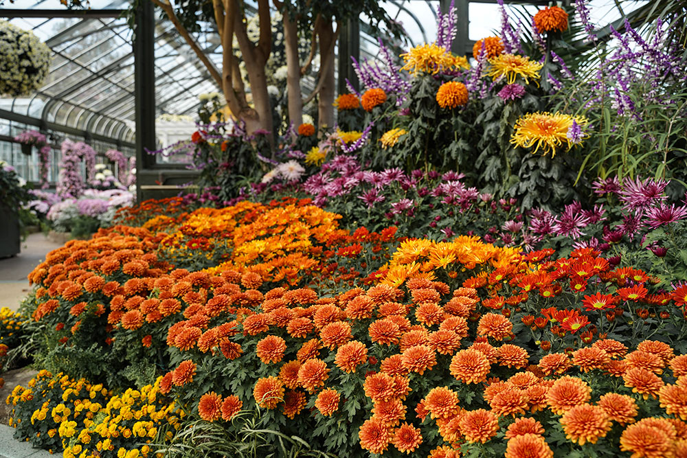 Last Chance to Visit 76th Annual Chrysanthemum Show at the Niagara Parks Floral Showhouse