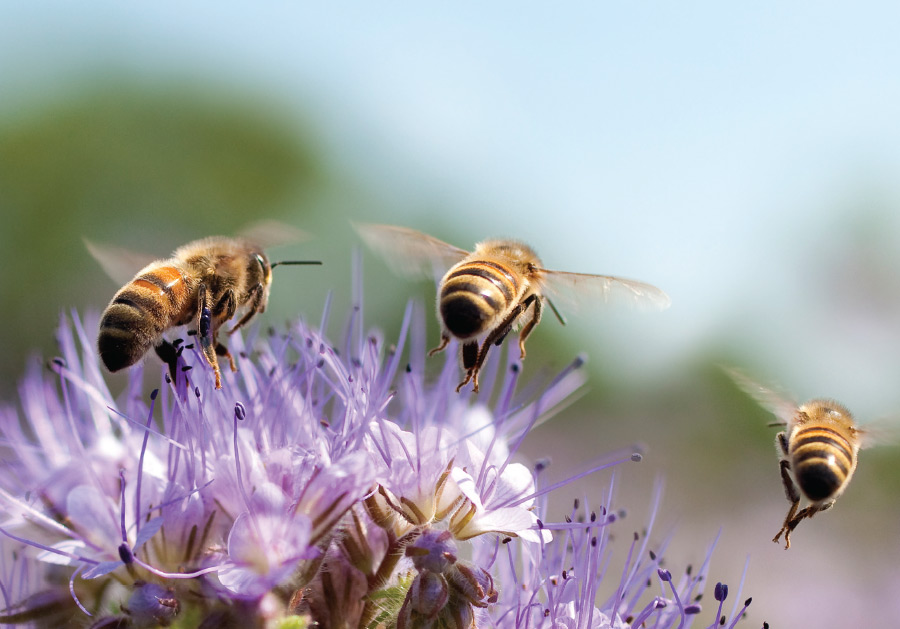 Indigenous Programming & Nature Tours