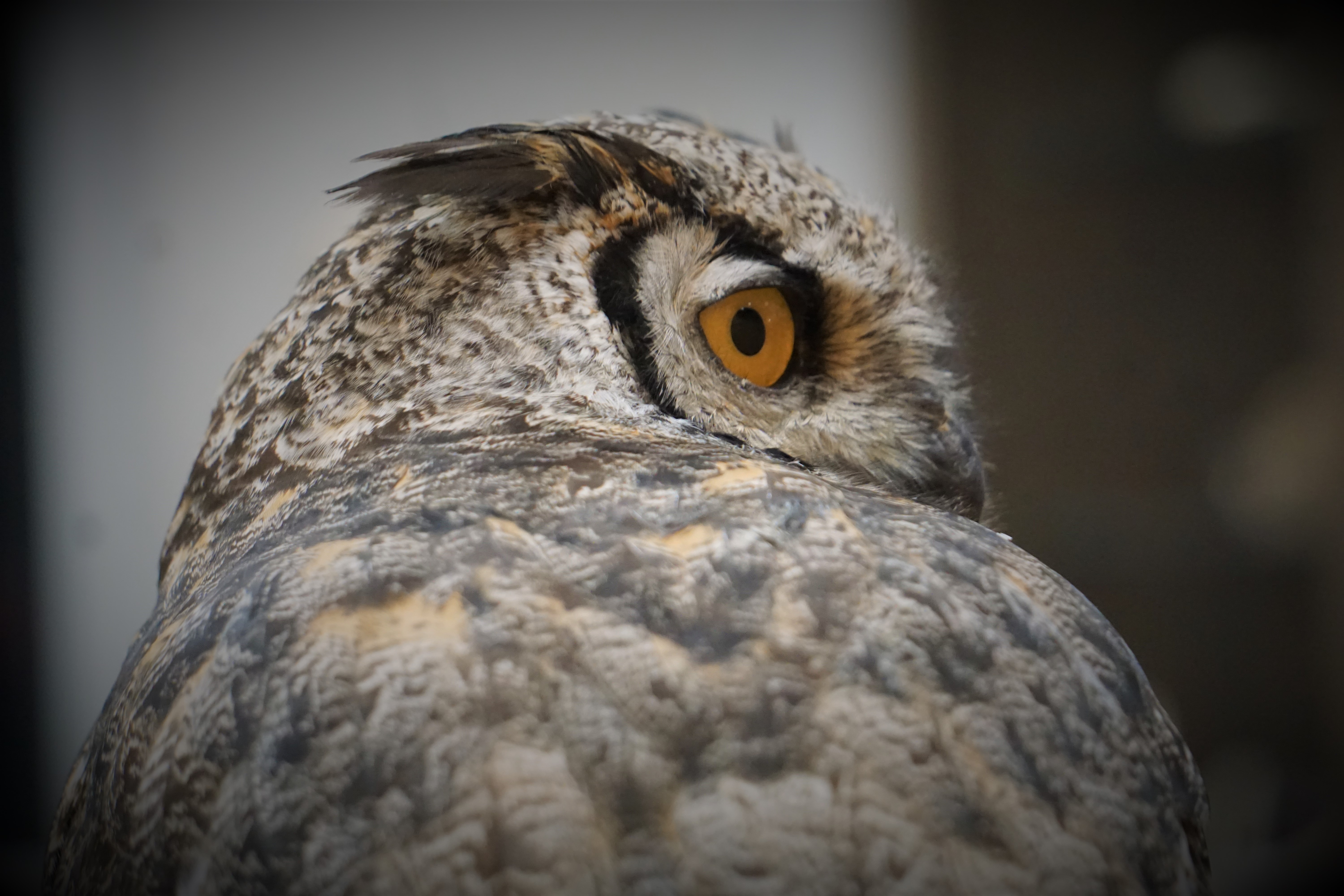 Niagara Parks Presents Owl Howl: An Evening of Owl Exploration