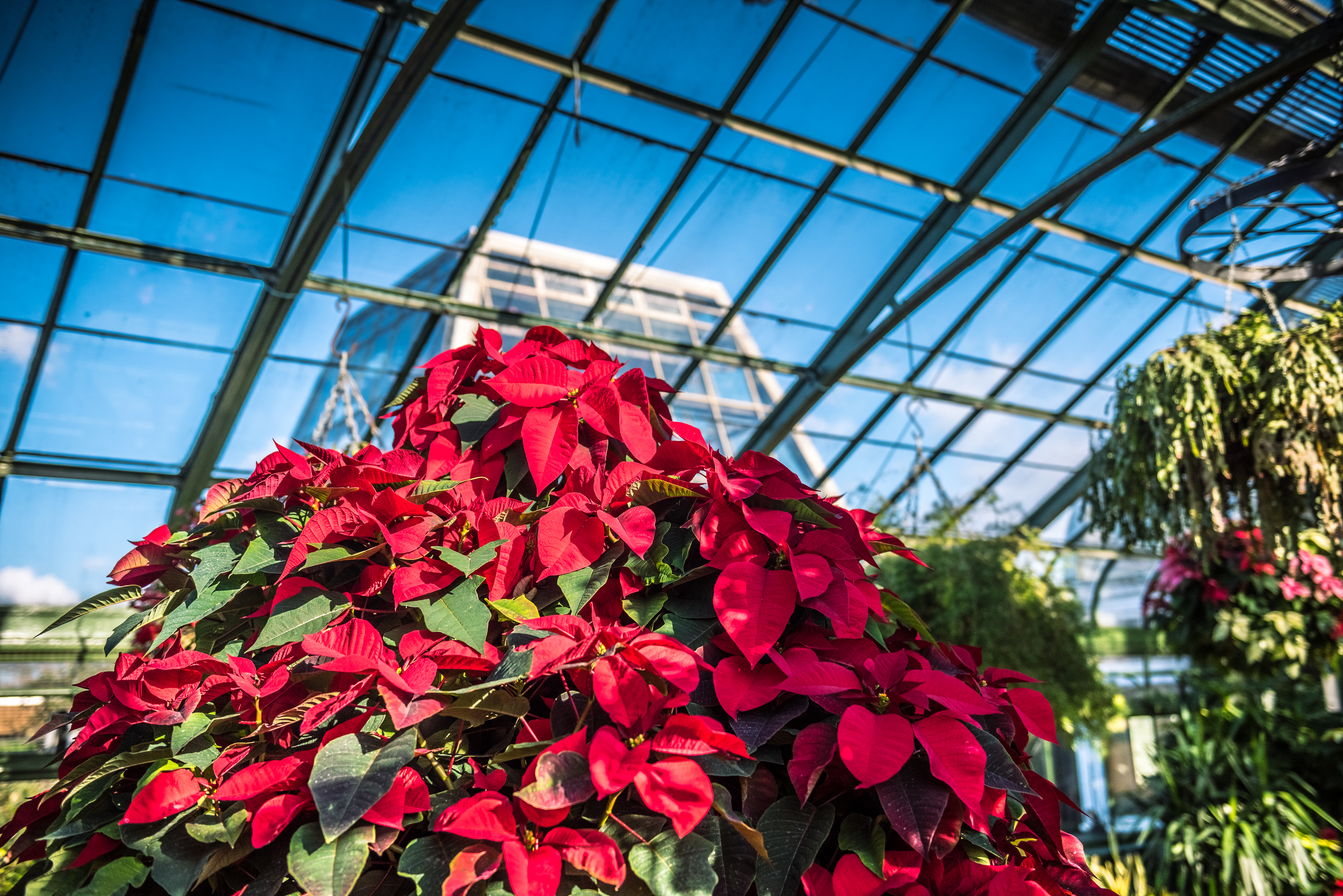 Multiple colour Poinsettia decorated at the Poinsettia Show