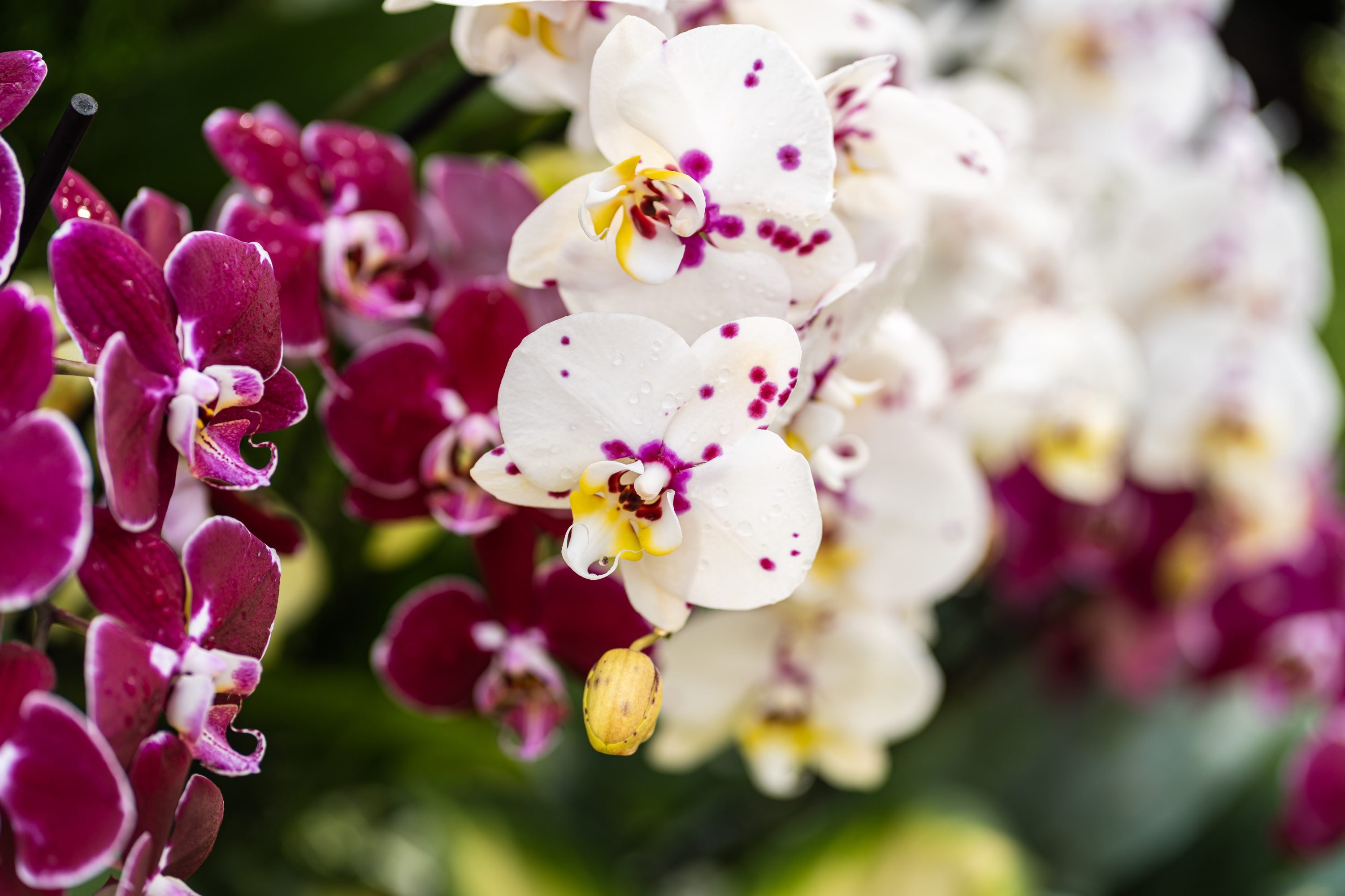 First-Ever Orchid Show Officially Opens at the Niagara Parks Floral Showhouse