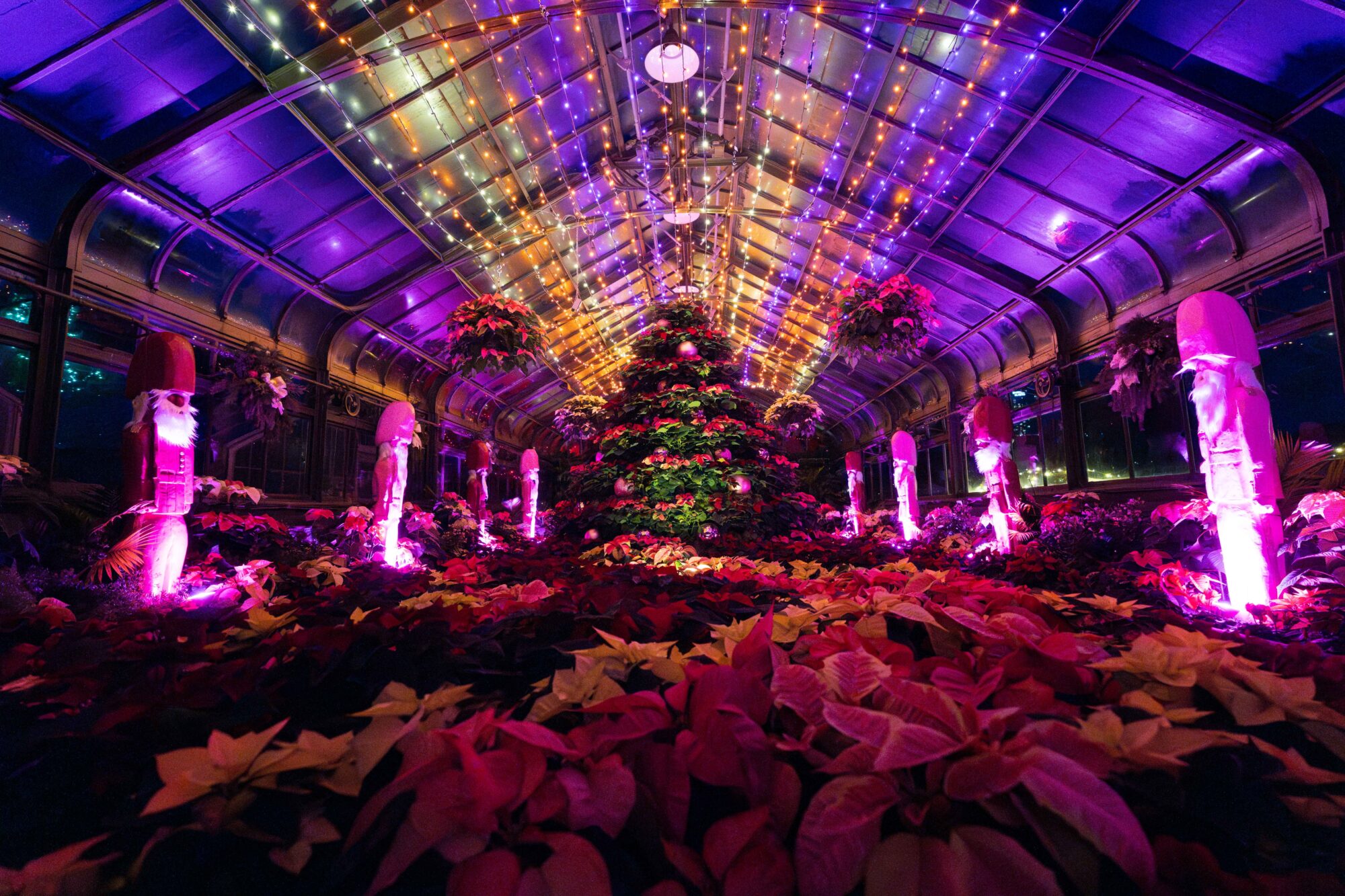 Multiple colour Poinsettia decorated at the Poinsettia Show