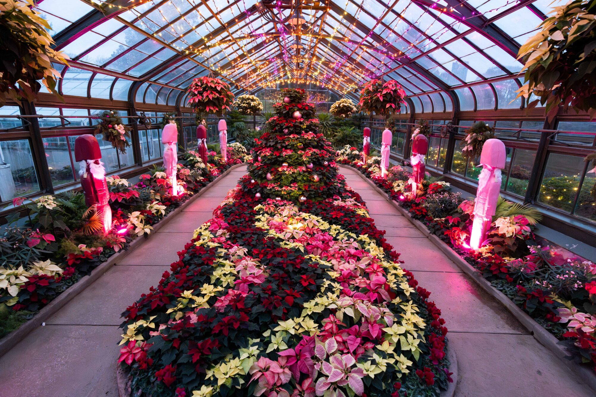 A different view of the multiple colour Poinsettia decorated inside the Floral Showhouse for the Poinsettia Show