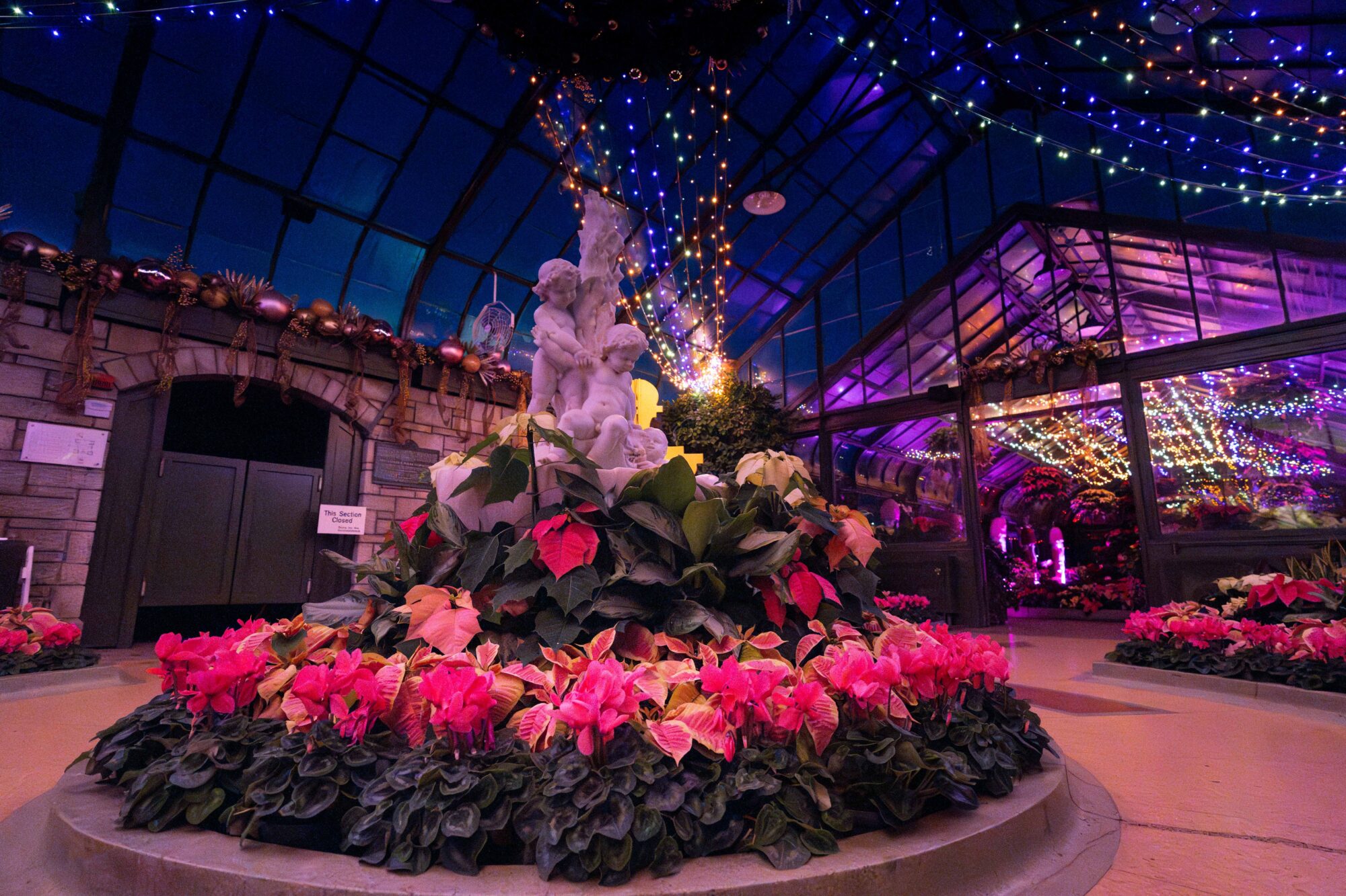 A different view of the multiple colour Poinsettia decorated inside the Floral Showhouse for the Poinsettia Show