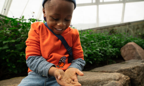 Butterfly Conservatory