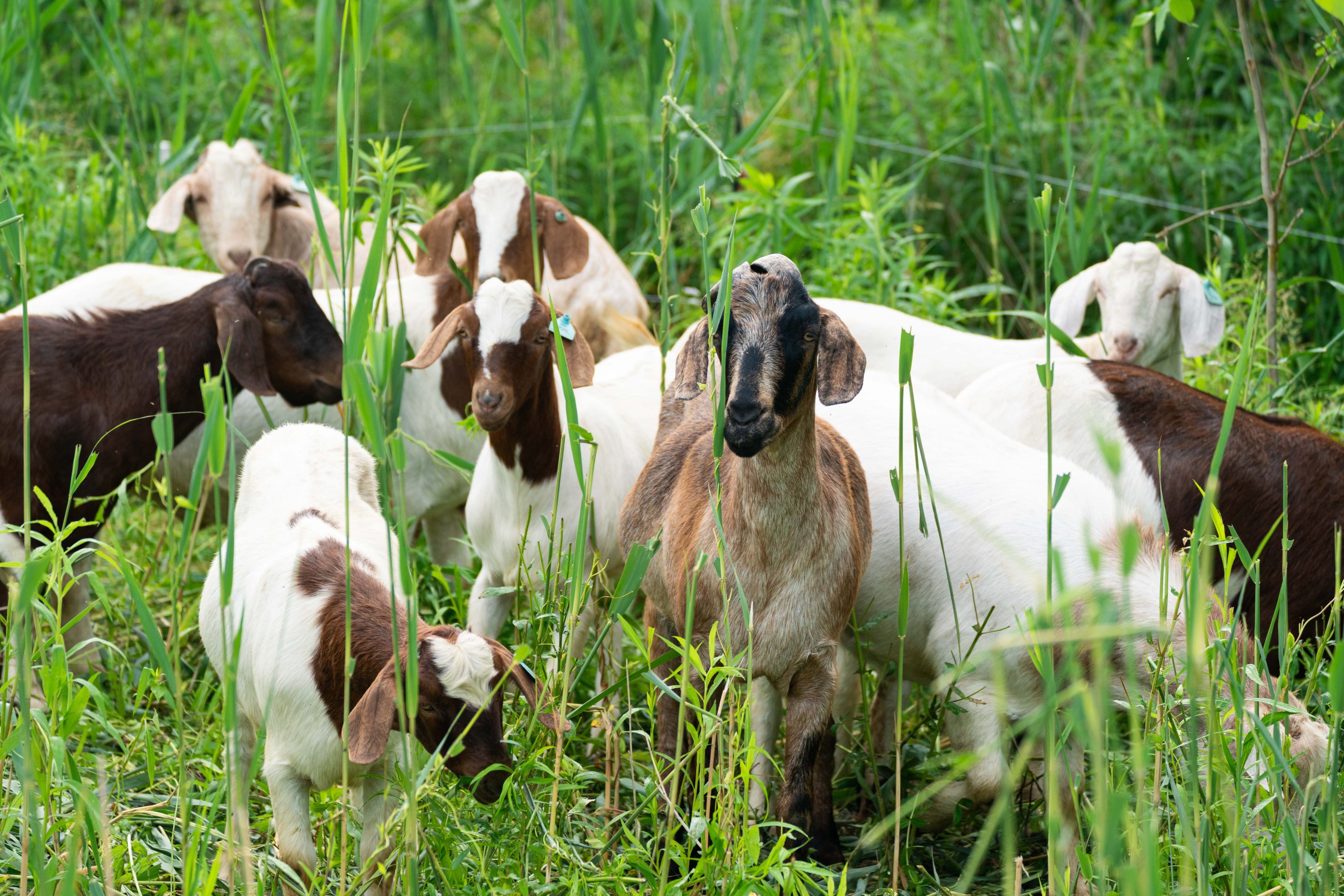 Goats Return to Niagara Parks for Green Grazers Initiative