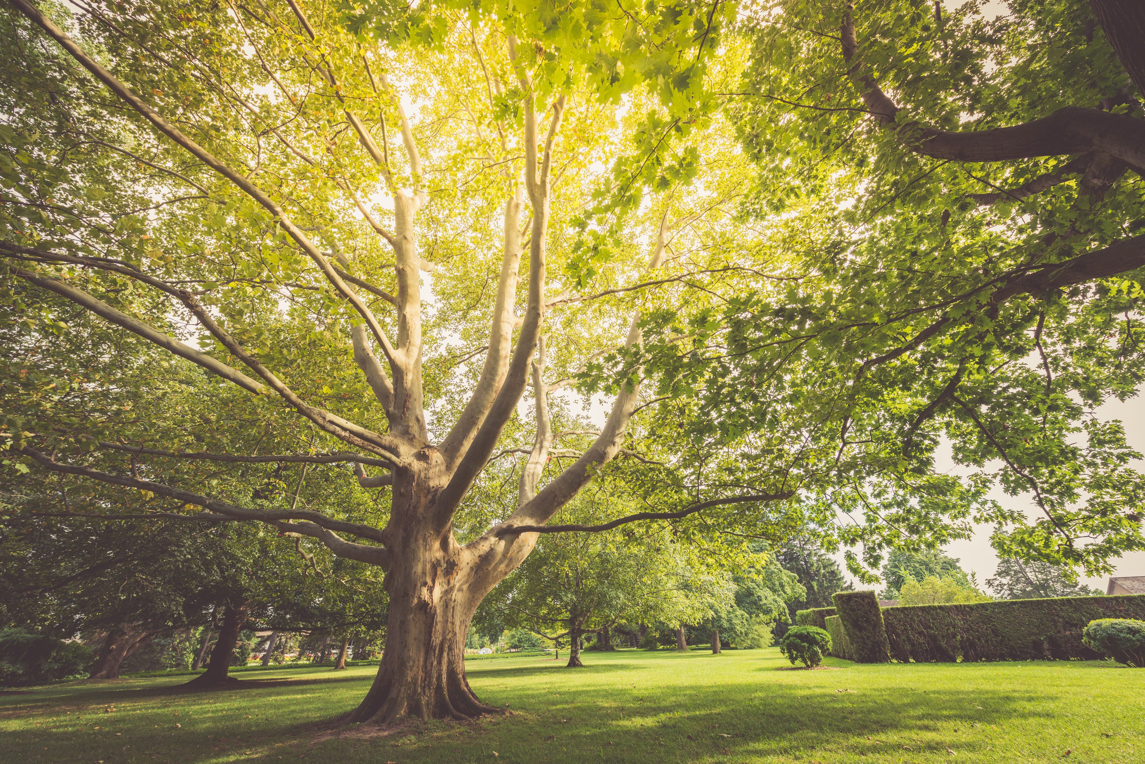Niagara Parks Invites Public to Join in Community Tree Planting Day at Legends on the Niagara