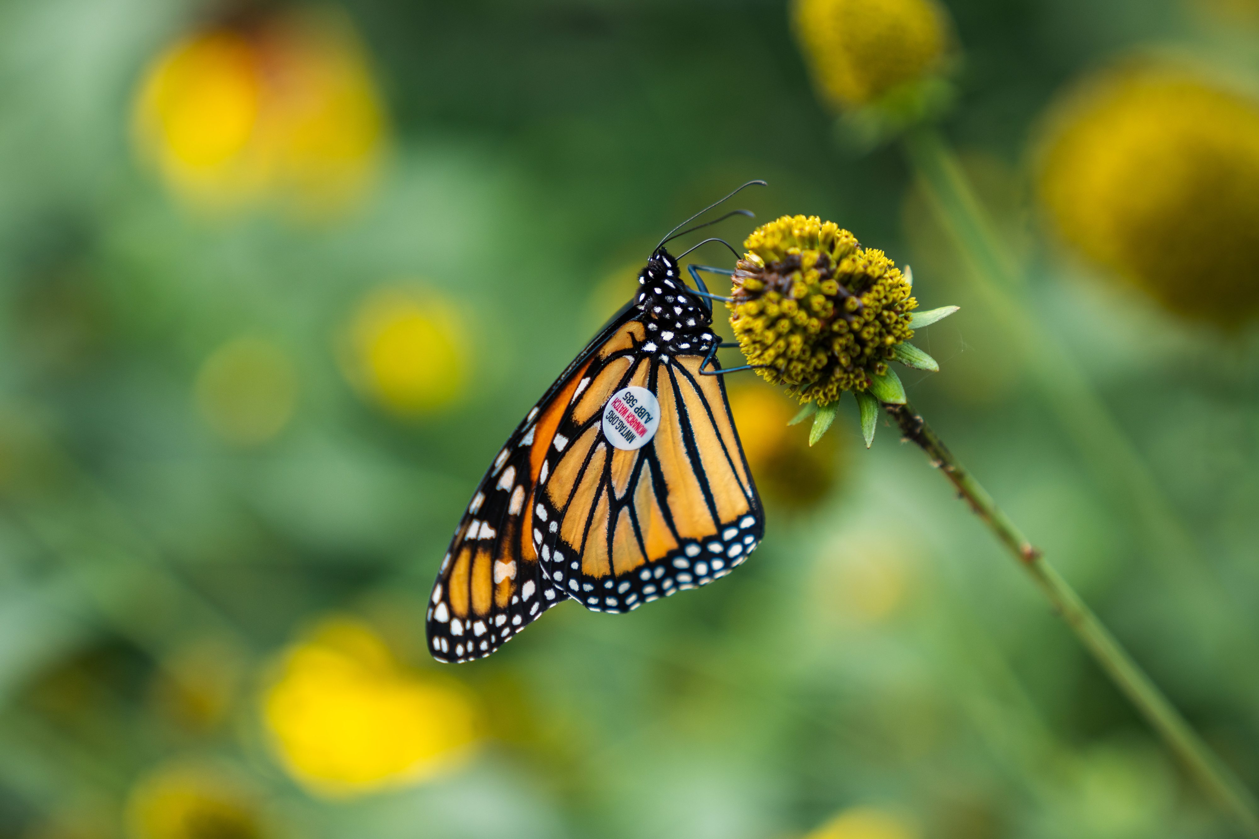 Popular Majestic Monarchs Preservation Event Returns to Niagara Parks